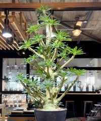 ドルステニアギガス（発根済） D.I.P.鉢付き Amazon｜【現品限り】ドルステニア・ギガス ブラータ 挿し木 発