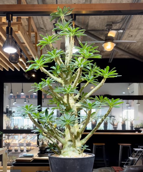 CATEGORY ドルステニア | RISE-CAUDEX ONLINE STORE