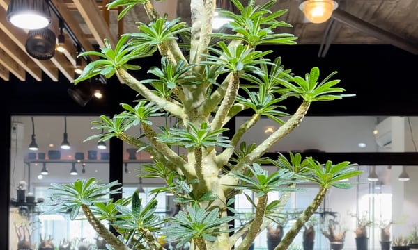 RISE-CAUDEX ONLINE STORE