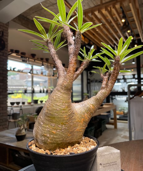 パキポディウム グラキリス　Pachypodium gracilius 　発根済　(gk-418)