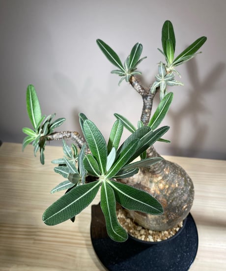パキポディウム グラキリス　Pachypodium gracilius 　発根済　(商品番号gk-113)