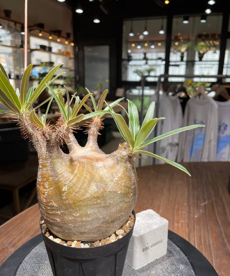 パキポディウム グラキリス　Pachypodium gracilius 　発根済　(gk-439）