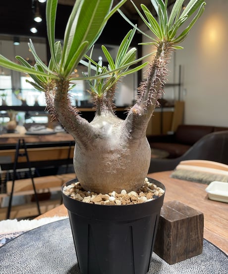 パキポディウム グラキリス　Pachypodium gracilius 　発根済　(gk-398)