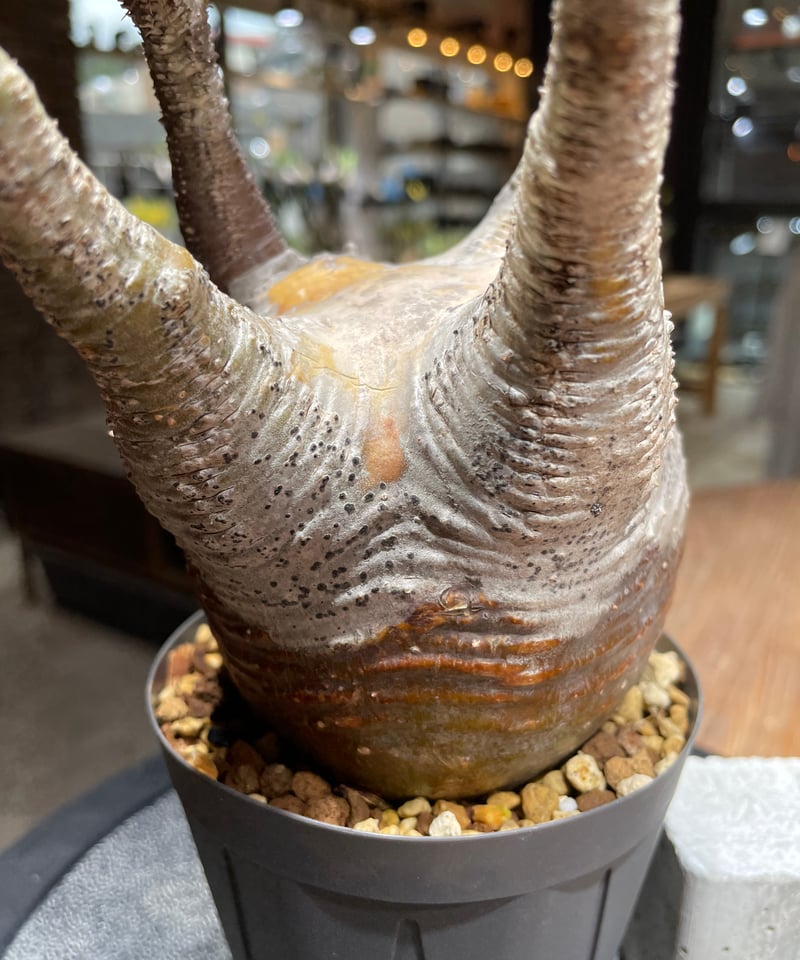 パキポディウム グラキリス Pachypodium gracilius 発根済 (gk-45