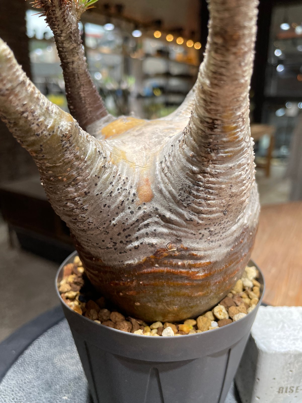 パキポディウム グラキリス 発根済 Pachypodium gracilius 123G 発根済み パキポディウム グラキリス Pachypodium gracilius – KOMO