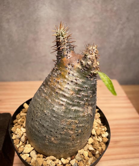 パキポディウム グラキリス　Pachypodium gracilius 　発根済　(商品番号gk-46)