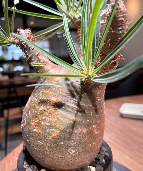 パキポディウム グラキリス　Pachypodium gracilius 　発根済　(gk-409valiem)