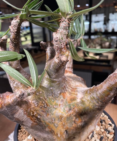 パキポディウム グラキリス　Pachypodium gracilius 　発根済　(gk-307)
