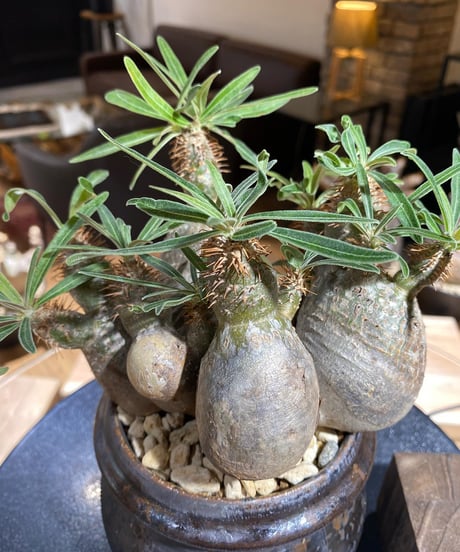パキポディウム グラキリス　多頭　Pachypodium gracilius 　発根済　(商品番号gk-161）姫野翔太