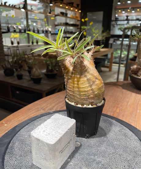 パキポディウム グラキリス　Pachypodium gracilius 　発根済　(gk-460)