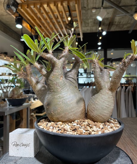 CATEGORY Pachypodium gracilius(パキポディウム グラキリス) |