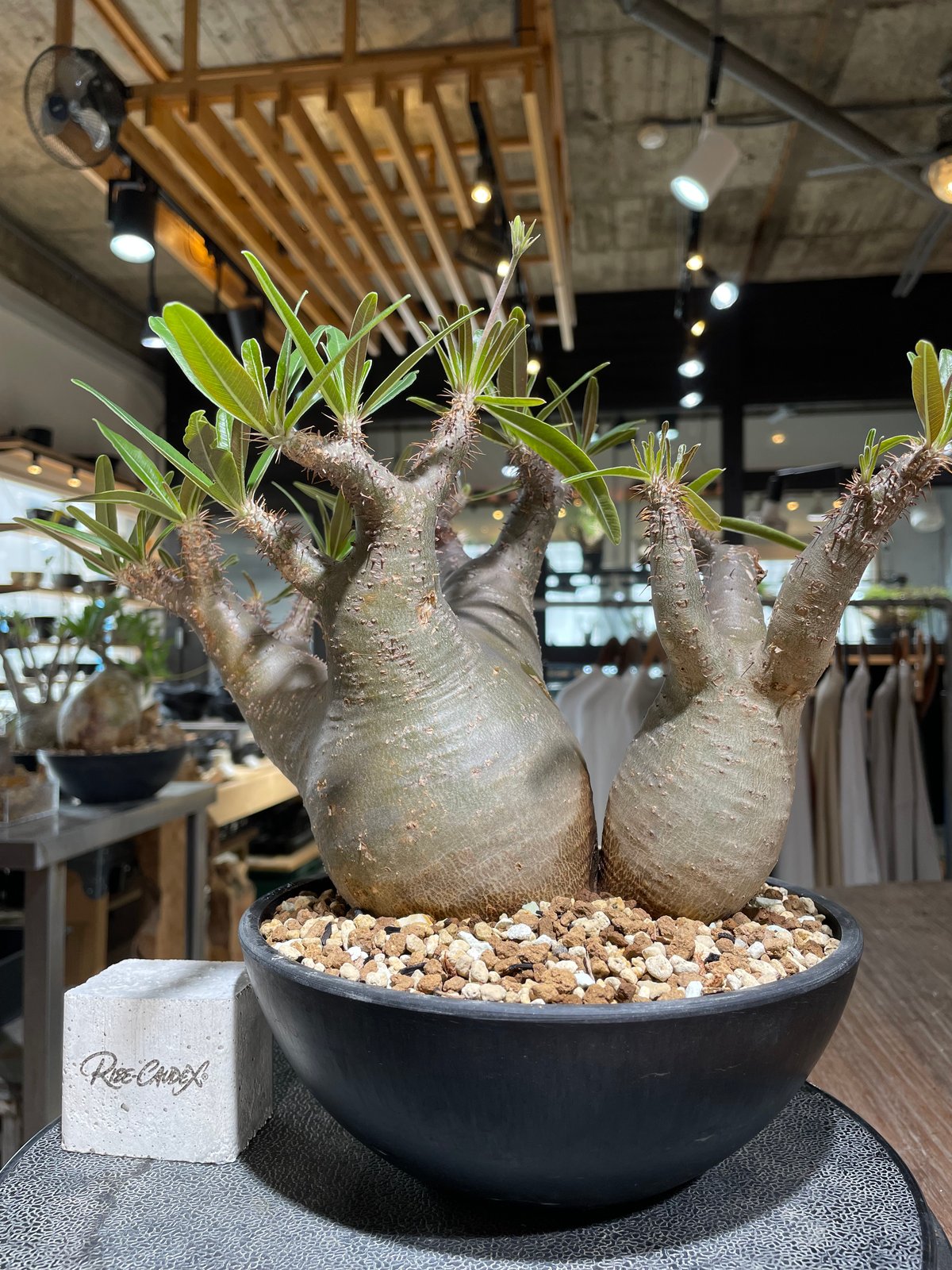 パキポディウム グラキリス 2頭 Pachypodium gracilius 発根済 (gk