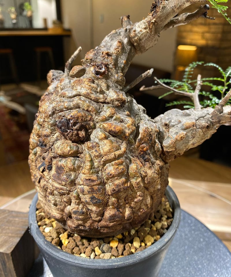 発根済）Operculicarya pachypus オペルクリカリア パキプス 14 発根済 Operculicarya Pachypus オペルクリカリア・パキプス