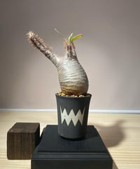 パキポディウム グラキリス　Pachypodium gracilius 　発根済　(商品番号gk-110valiem)VALIEM  (VALIEMタグ付き)