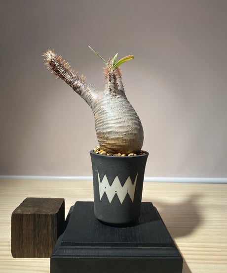CATEGORY VALIEM鉢植込み | RISE-CAUDEX ONLINE STORE CATEGORY VALIEM鉢植込み | RISE-CAUDEX ONLINE STORE
