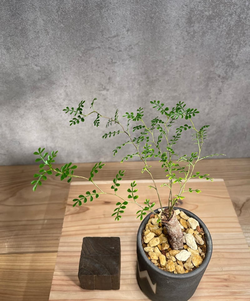 オペルクリカリア パキプス／Operculicarya pachypus 根差し 発根済 (商