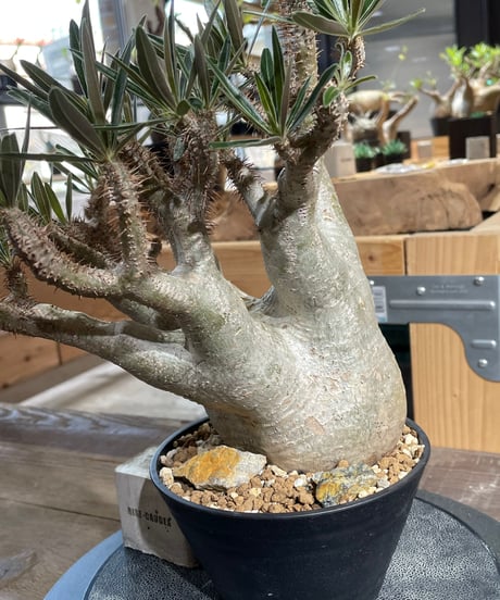 パキポディウム グラキリス　Pachypodium gracilius 　発根済　(gk-424）