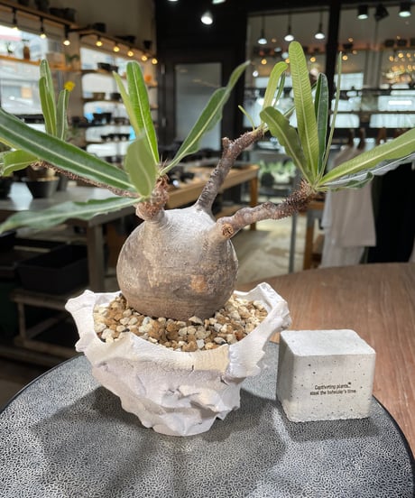 パキポディウム グラキリス　Pachypodium gracilius 　発根済　(gk-571) (鉢：LAVOR Ssize WHITESAND)