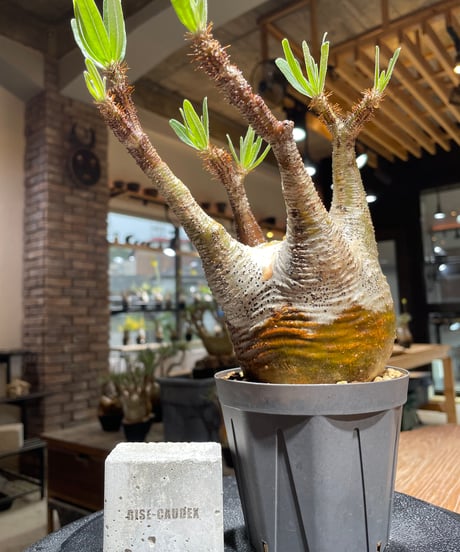 R ionさん専用　パキプス R ionさん専用 パキプス