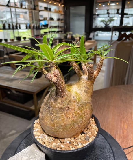 パキポディウム グラキリス　Pachypodium gracilius 　発根済　(gk-475)
