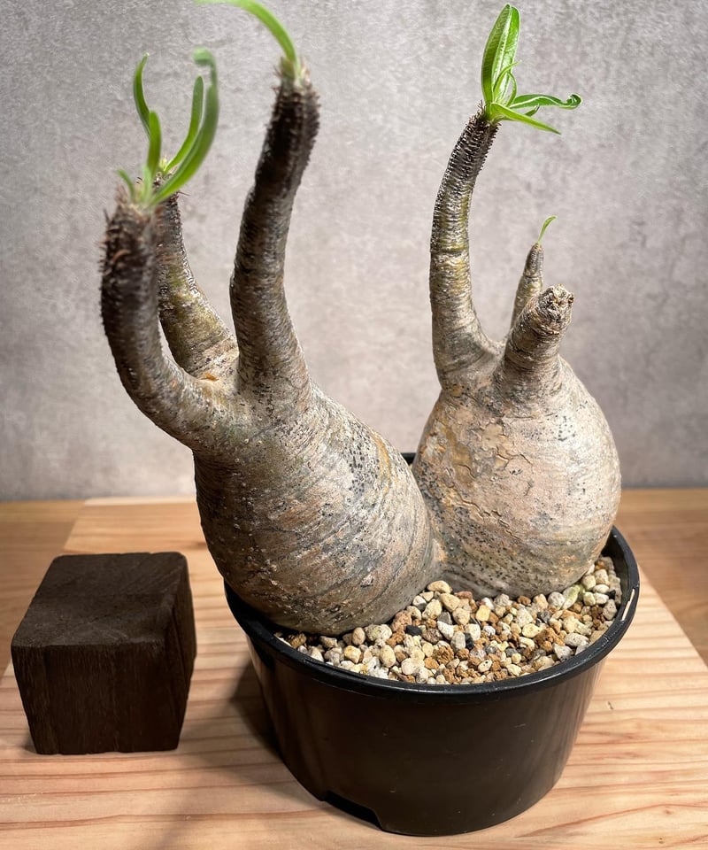 パキポディウム グラキリス Pachypodium gracilius ２頭 発根済 (商品...