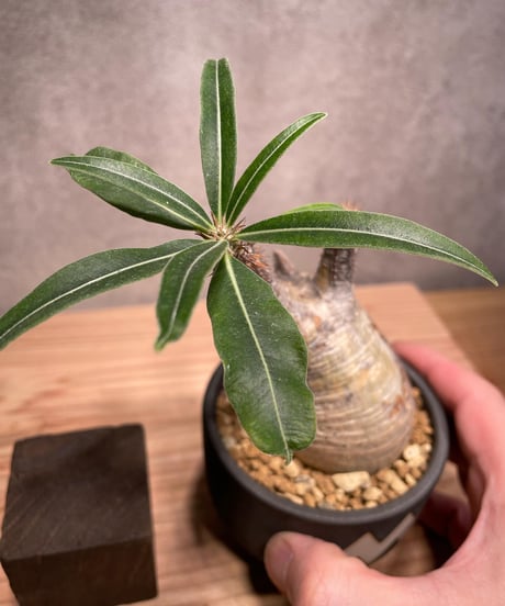 パキポディウム グラキリス　Pachypodium gracilius 　発根済　(商品番号gk-45valiem)  VALIEM 　BOWL　sizeS　(VALIEM巾着、タグ付き)
