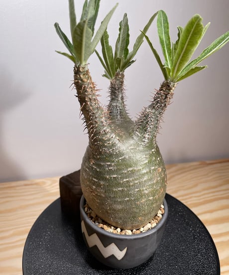 パキポディウム グラキリス　Pachypodium gracilius 　発根済　(商品番号gk-126valiem)VALIEM  (VALIEMタグ付き)