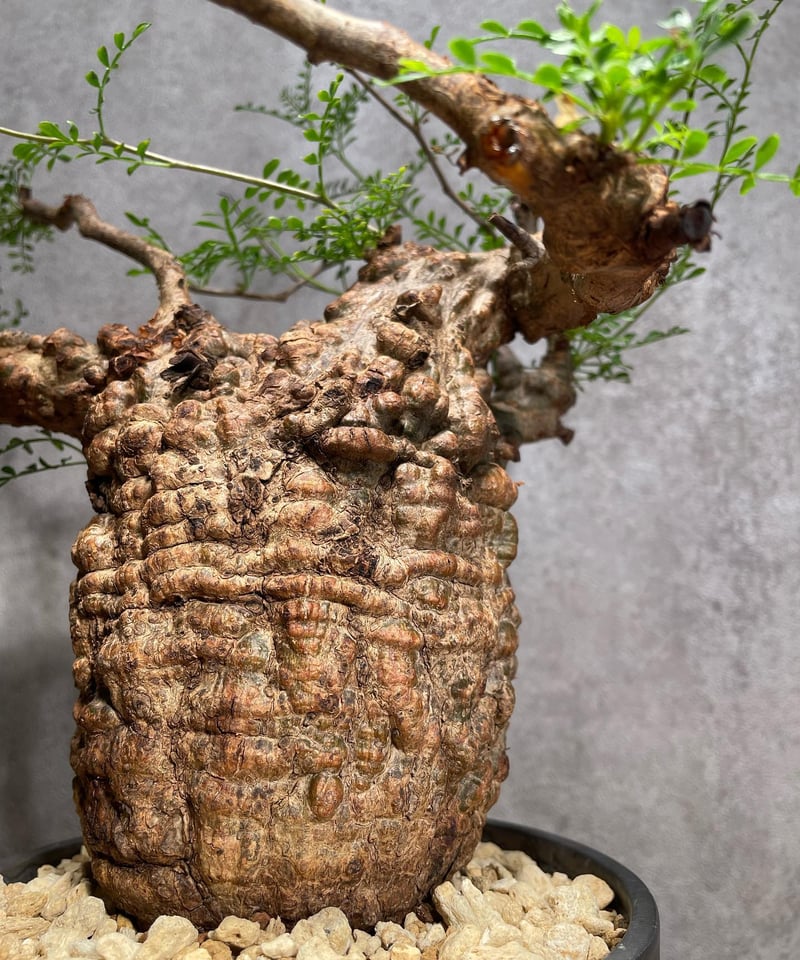 オペルクリカリア パキプス／Operculicarya pachypus 発根済