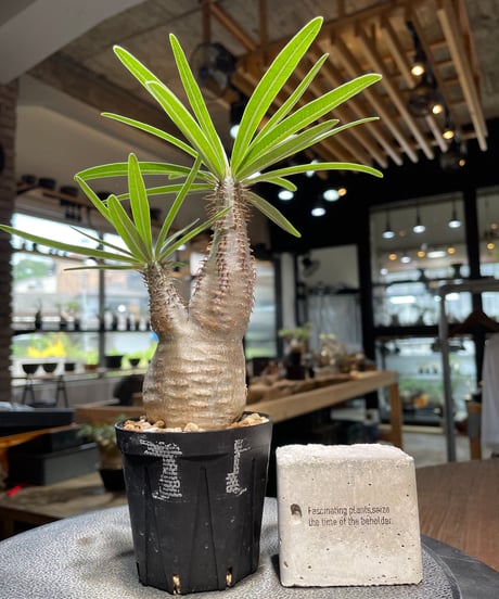 パキポディウム グラキリス　Pachypodium gracilius 　発根済　(gk-486)
