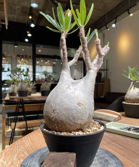 パキポディウム グラキリス　Pachypodium gracilius 　発根済　(gk-374)