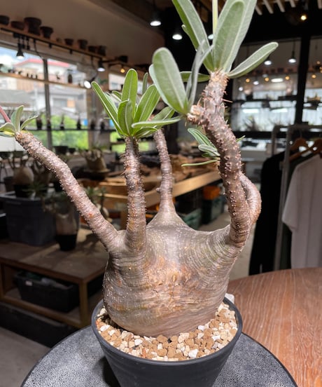 パキポディウム グラキリス　Pachypodium gracilius 　発根済　(gk-530)