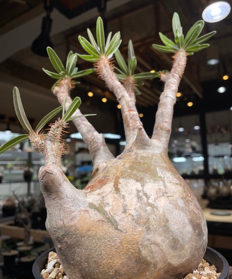 パキポディウム グラキリス　Pachypodium gracilius 　発根済　(gk-235)