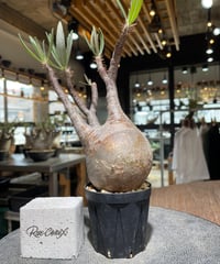 パキポディウム グラキリス　Pachypodium gracilius 　発根済　(gk-557)