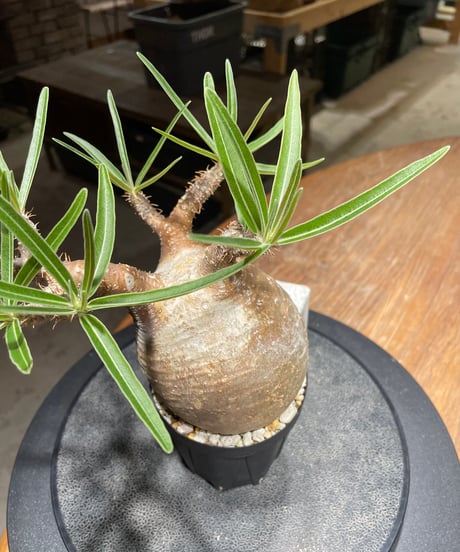 パキポディウム グラキリス　Pachypodium gracilius 　発根済　(gk-450）