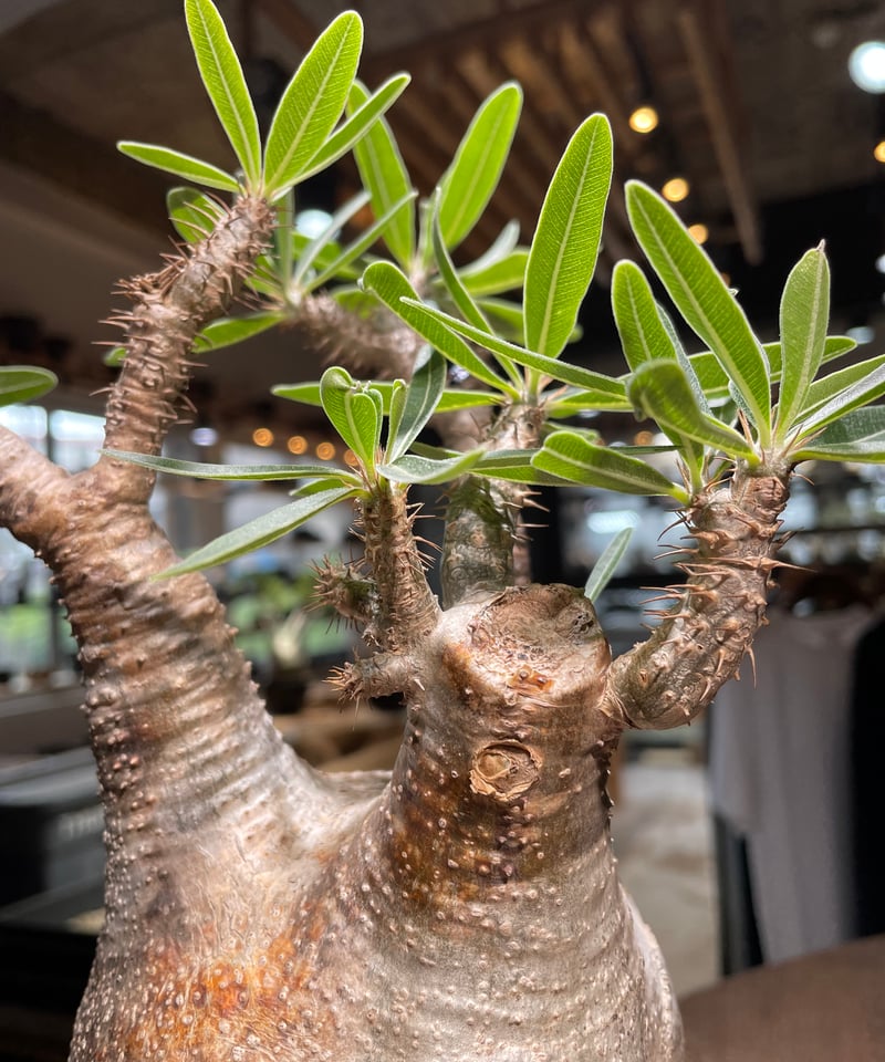 ザ*）様 パキポディウム グラキリス 発根済pachypodhium Graci パキポディウム グラキリス Pachypodium gracilius 発根済 (gk-42