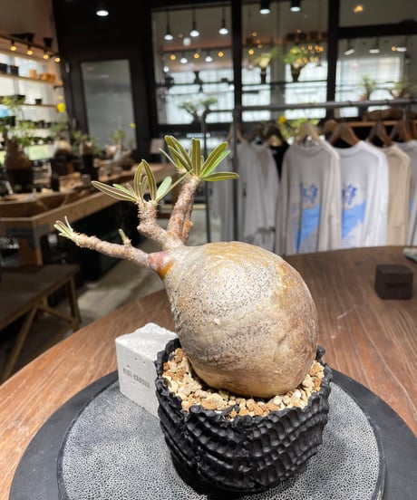 パキポディウム グラキリス　Pachypodium gracilius 　発根済　(gk-437)dip鉢