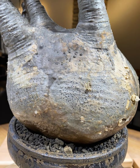 パキポディウム グラキリス　Pachypodium gracilius 　発根済　(商品番号gk-162）姫野翔太