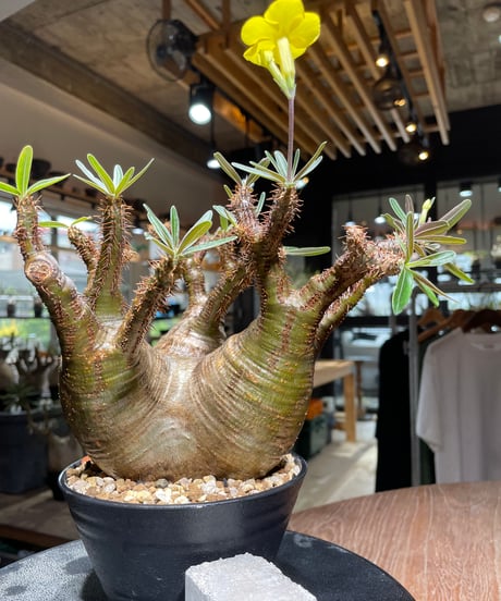 パキポディウム グラキリス　Pachypodium gracilius 　発根済　(gk-533)