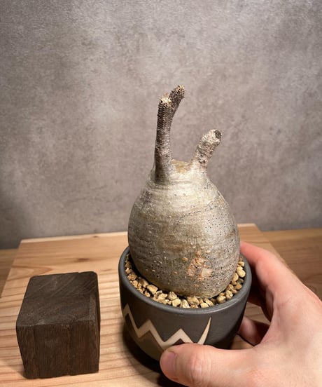 パキポディウム グラキリス　Pachypodium gracilius 　発根済　(商品番号gk-53valiem)  VALIEM 　BOWL　sizeS　(VALIEMタグ付き)
