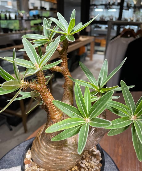 パキポディウム グラキリス　Pachypodium gracilius 　発根済　(gk-436)