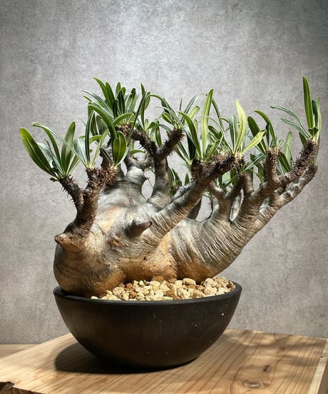 パキポディウム グラキリス　Pachypodium gracilius 　発根済　(商品番号gk-66)