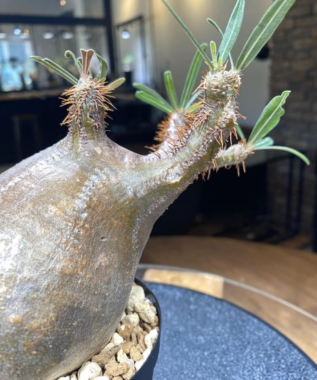 パキポディウム グラキリス　Pachypodium gracilius 　発根済　(商品番号gk-180)