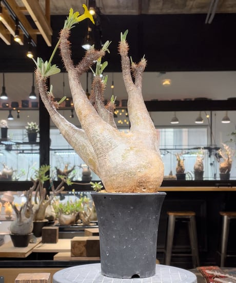 パキポディム グラキリス　Pachypodium gracilius 　発根済　(gk-205)