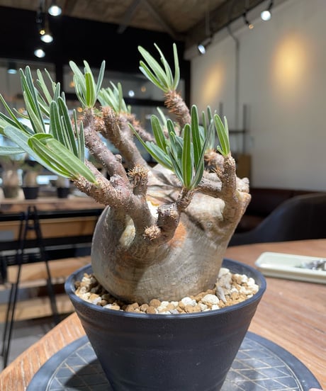 パキポディウム グラキリス　Pachypodium gracilius 　発根済　(gk-406)
