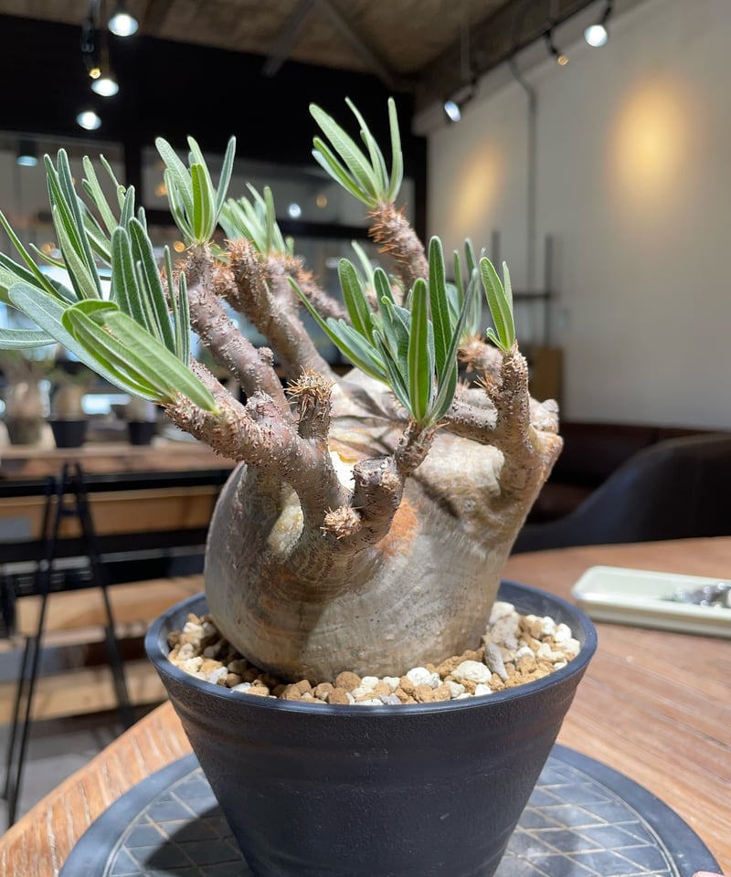 パキポディウム グラキリス Pachypodium gracilius 発根済 (gk-40