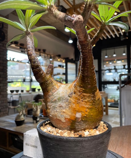 パキポディウム グラキリス　Pachypodium gracilius 　発根済　(gk-483)