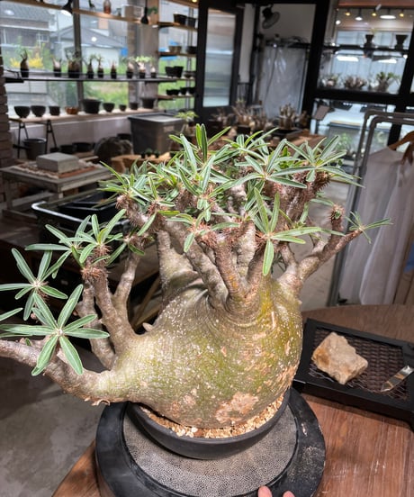 パキポディウム グラキリス　Pachypodium gracilius 　発根済　(gk-496）