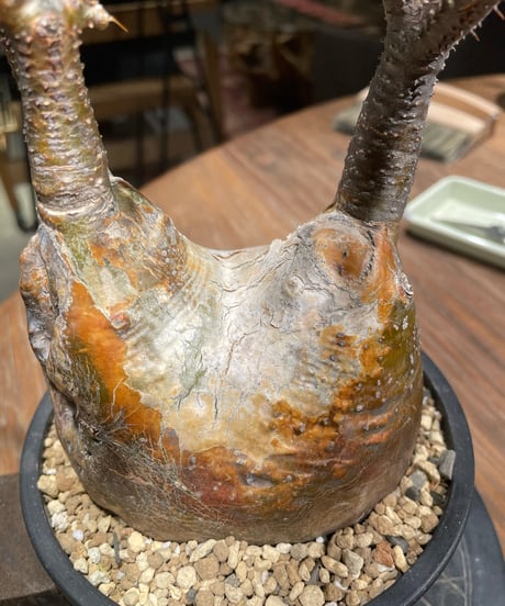 パキポディウム グラキリス　Pachypodium gracilius 　発根済　(gk-371)