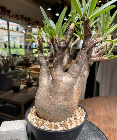パキポディウム グラキリス　Pachypodium gracilius 　発根済　(gk-531)