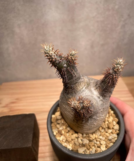 パキポディウム グラキリス　Pachypodium gracilius 　発根済　(商品番号gk-44valiem)  VALIEM 　BOWL　sizeS　(VALIEM巾着、タグ付き)